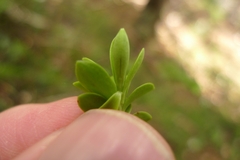 Veronica vernicosa