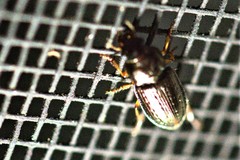Selenophorus