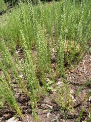 Artemisia carruthii