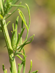 Artemisia carruthii