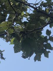 Platanus occidentalis