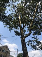 Platanus occidentalis