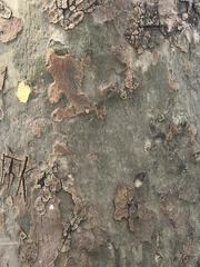 Platanus occidentalis