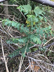 Phyllanthus gunnii