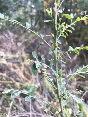 Phyllanthus gunnii