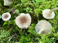 Lactarius griseus