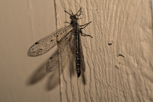 Scotoleon nivatensis