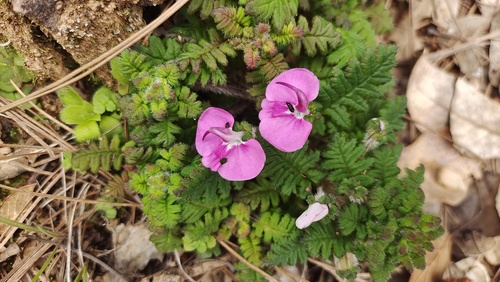 Pedicularis gruina
