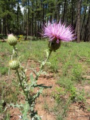 Cirsium wheeleri