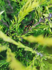 Echthromorpha intricatoria