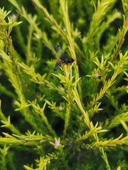 Echthromorpha intricatoria