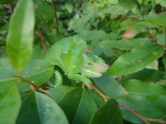 Kinyongia multituberculata