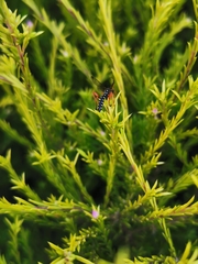 Echthromorpha intricatoria