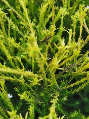 Echthromorpha intricatoria