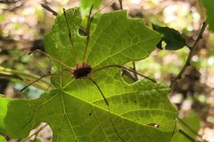 Leiobunum flavum