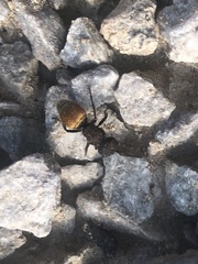 Pseudomethoca brazoria