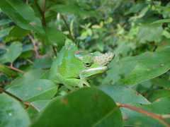 Kinyongia multituberculata