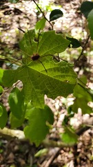 Leiobunum flavum