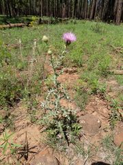 Cirsium wheeleri