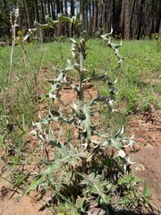 Cirsium wheeleri