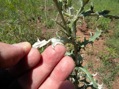 Cirsium wheeleri
