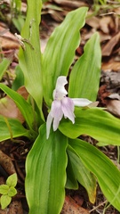 Roscoea tibetica