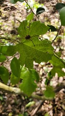 Leiobunum flavum