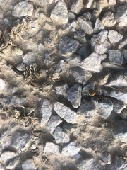 Pseudomethoca brazoria