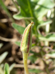 Oenothera flava
