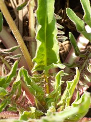Oenothera flava