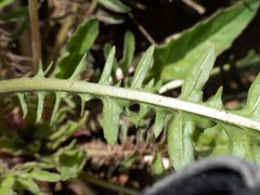 Oenothera flava