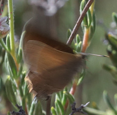 Satyrium saepium