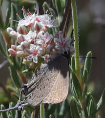 Satyrium saepium