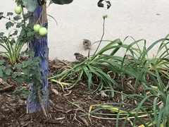 Passer domesticus