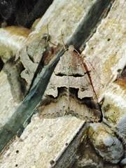 Drasteria caucasica