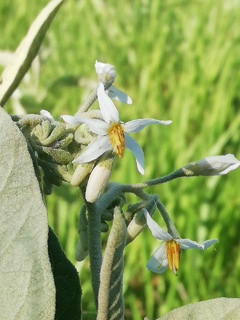 mullein nightshade from Chetumal, Q.R., México on August ...