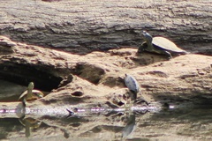 Trachemys scripta troostii