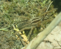 Rabidosa santrita