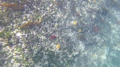 Pentaceraster cumingi