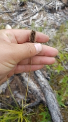 Alopecurus brachystachyus