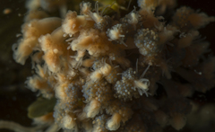 Ectopleura crocea