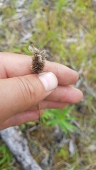Alopecurus brachystachyus