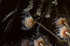 Ectopleura crocea