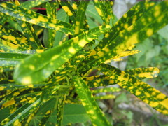 Codiaeum variegatum pictum