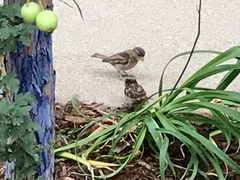 Passer domesticus