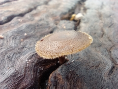 Lentinus arcularius