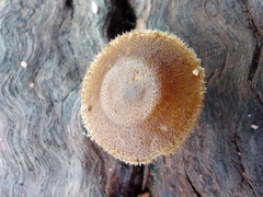 Lentinus arcularius