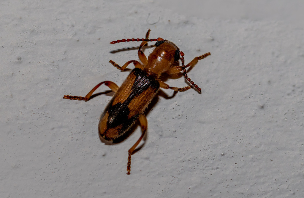 Araeodontia peninsularis