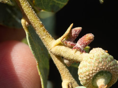 Disholcaspis pedunculoides