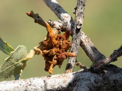 Disholcaspis pedunculoides